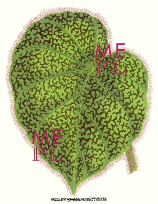  : Begonia Daedalea