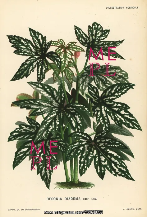 : Begonia diadema : Begonia diadema