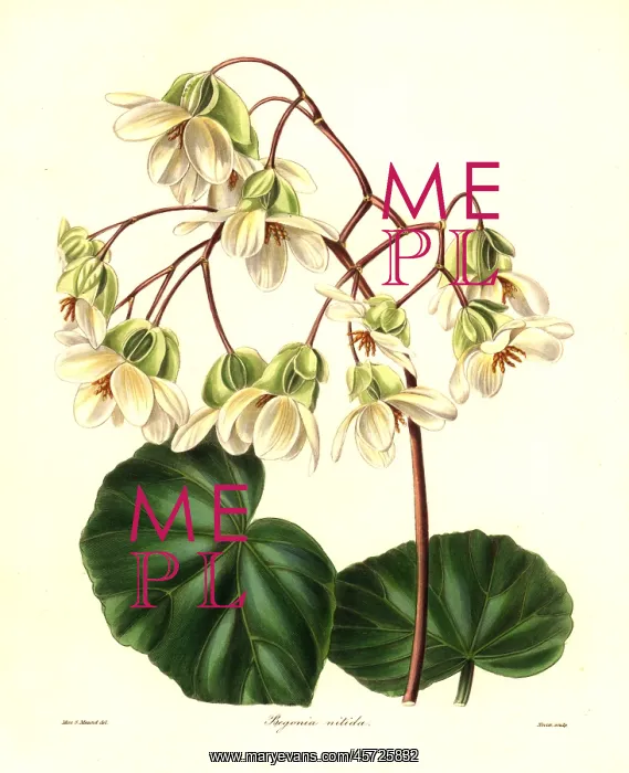 : Begonia minor : Begonia minor