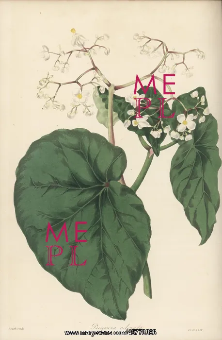: Begonia obliqua : Begonia obliqua