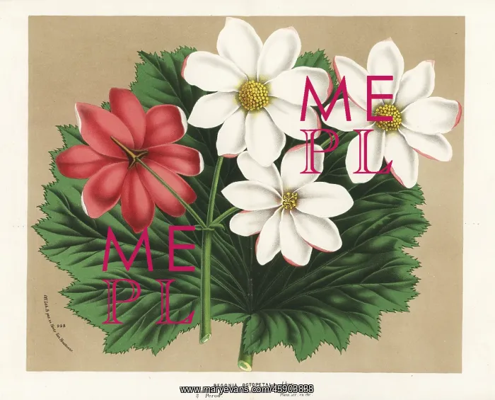 : Begonia octopetala : Begonia octopetala