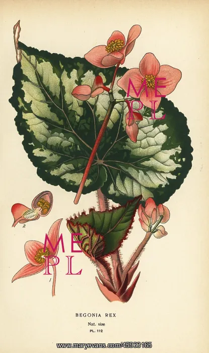 : Begonia rex : Begonia rex