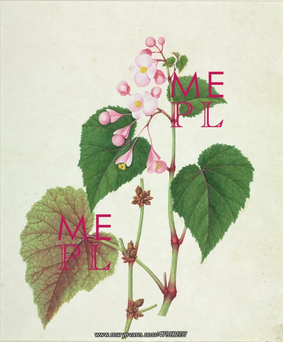 : Begonia sp : Begonia sp