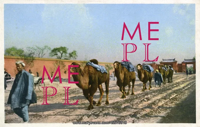  : Beijing, China - Bactrian Camel Train