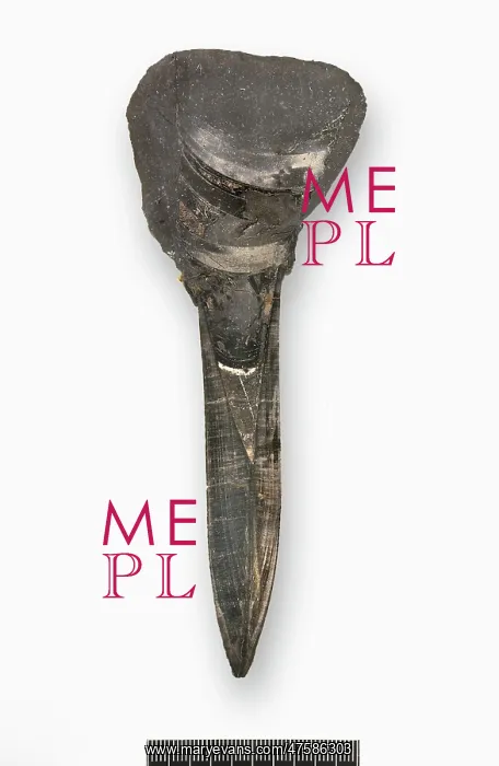 : Belemnite longitudinal section to show phragmocone : Belemnite longitudinal section to show phragmocone