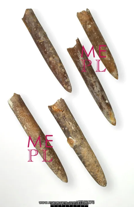 : Belemnitella minor, belemnites : Belemnitella minor, belemnites