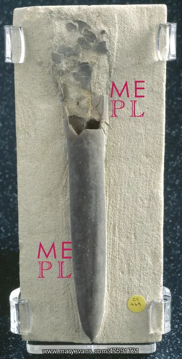 : Belemnitella mucronata, belemnite : Belemnitella mucronata, belemnite
