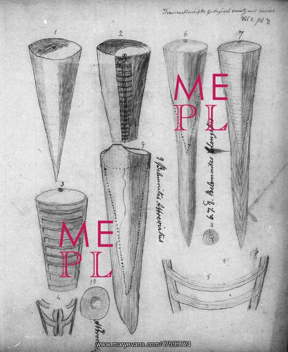 : Belemnites : Belemnites