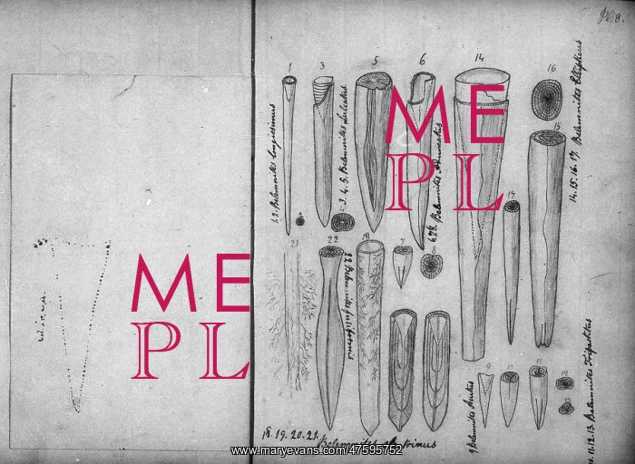 : Belemnites : Belemnites
