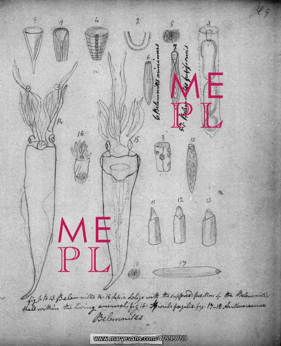 : Belemnites : Belemnites