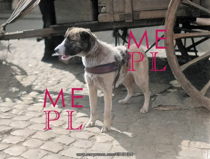 : Belgian Dog Pulling Cart : Belgian Dog Pulling Cart