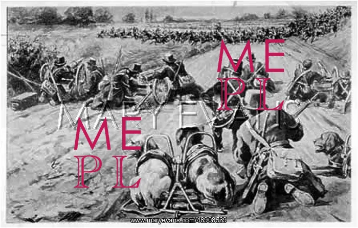 : BELGIAN DOGS IN BATTLE : BELGIAN DOGS IN BATTLE