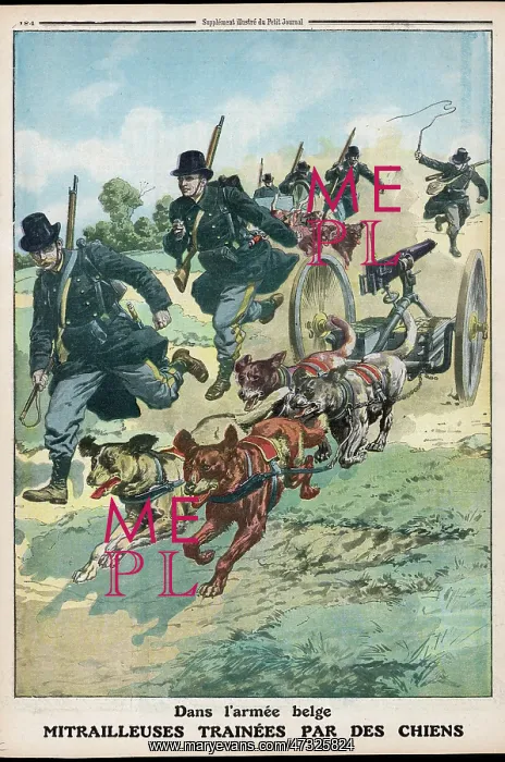  : BELGIAN DOGS PULL GUNS