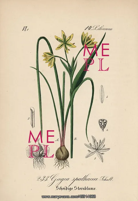 : Belgian gagea, Gagea spathacea : Belgian gagea, Gagea spathacea