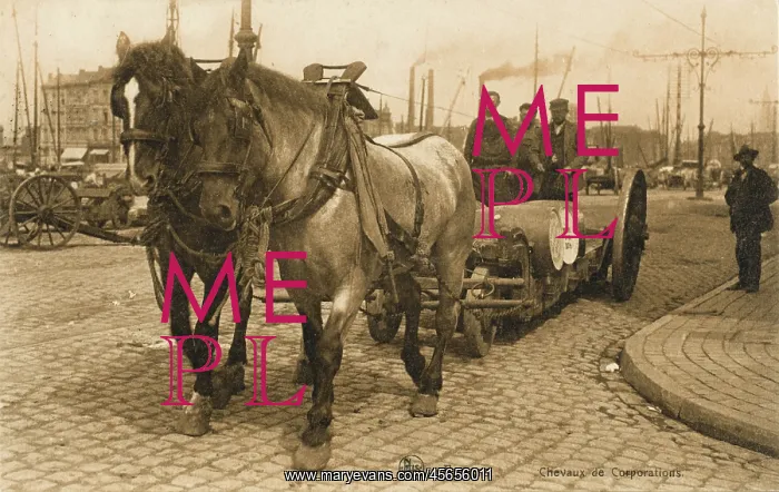 : Belgium - Antwerp - Working Dock Horses : Belgium - Antwerp - Working Dock Horses