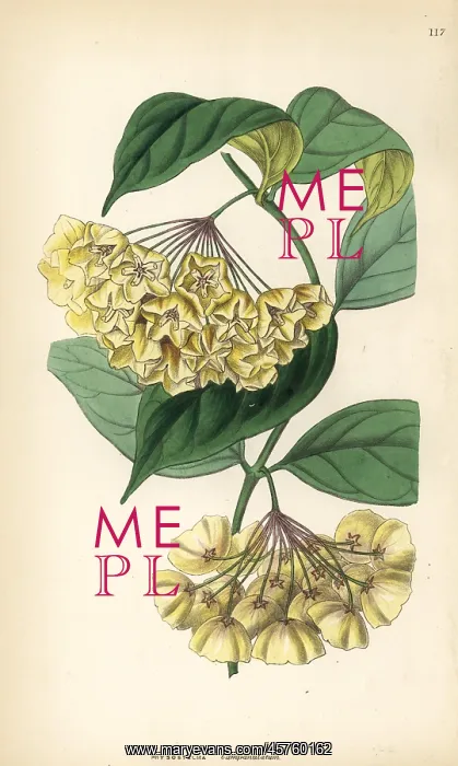: Bell-flowered physostelma, Physostelma campanulatum : Bell-flowered physostelma, Physostelma campanulatum