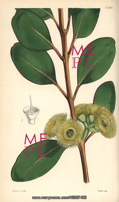 : Bell-fruited mallee or Dr Preiss eucalyptus : Bell-fruited mallee or Dr Preiss eucalyptus