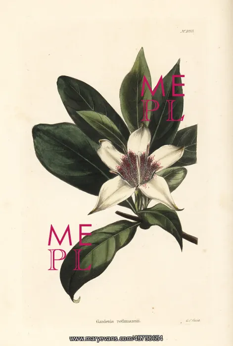 : Bell gardenia, Rothmannia capensis : Bell gardenia, Rothmannia capensis