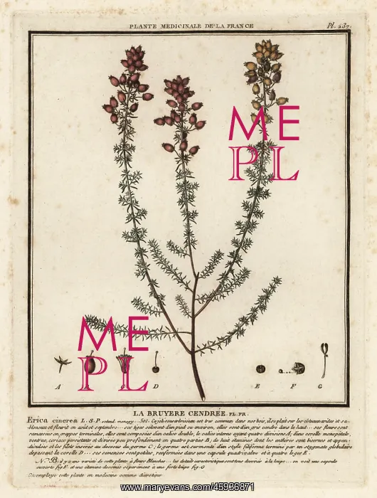 : Bell heather, Erica cinerea : Bell heather, Erica cinerea