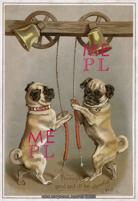 : Bell ringing pug dogs : Bell ringing pug dogs