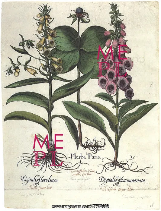 : Bell-Shaped Blossoms : Bell-Shaped Blossoms