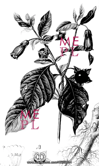 : Belladonna, Alchemy plant : Belladonna, Alchemy plant