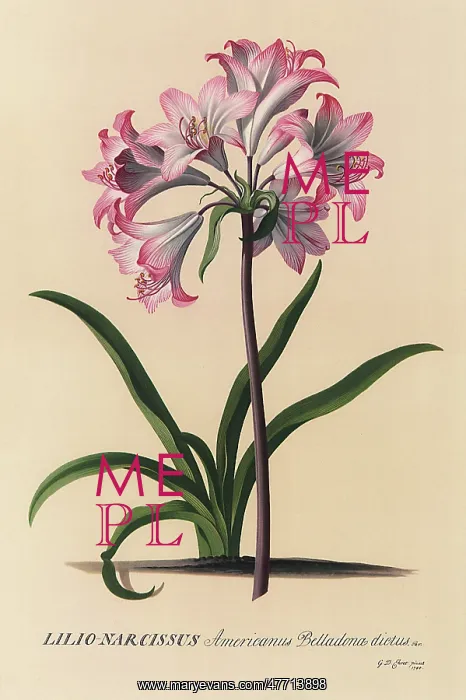 : Belladonna Lily : Belladonna Lily