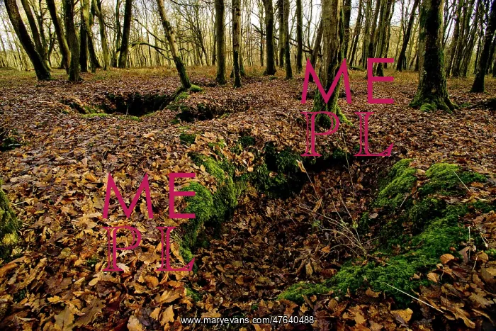 : Belleau Wood : Belleau Wood