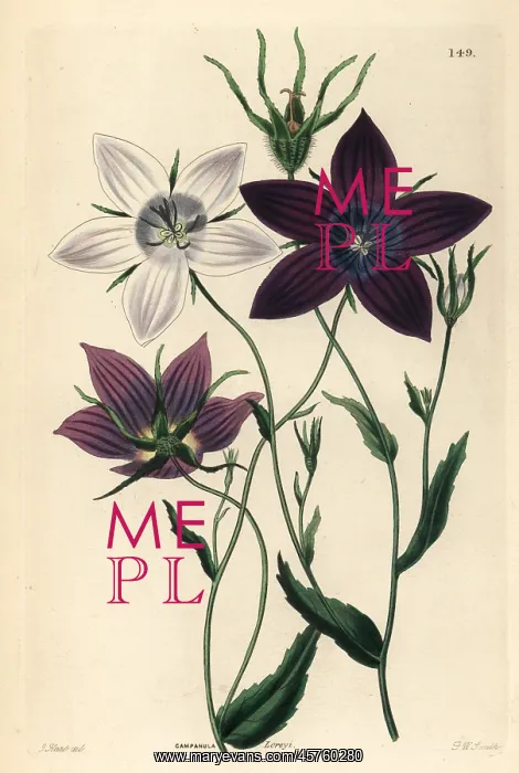 : Bellflower, Campanula lusitanica : Bellflower, Campanula lusitanica