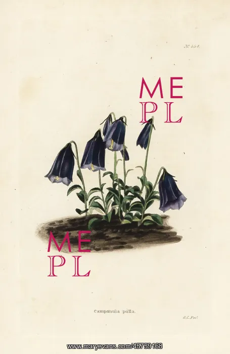 : Bellflower, Campanula pulla : Bellflower, Campanula pulla