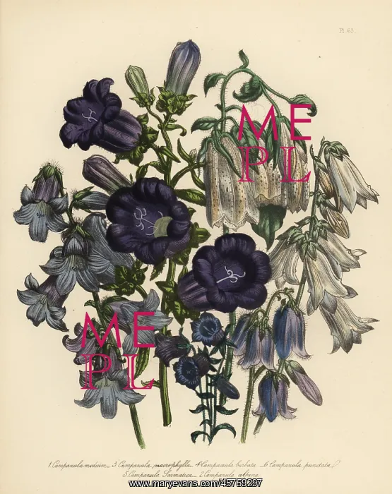: Bellflower or Campanula species : Bellflower or Campanula species