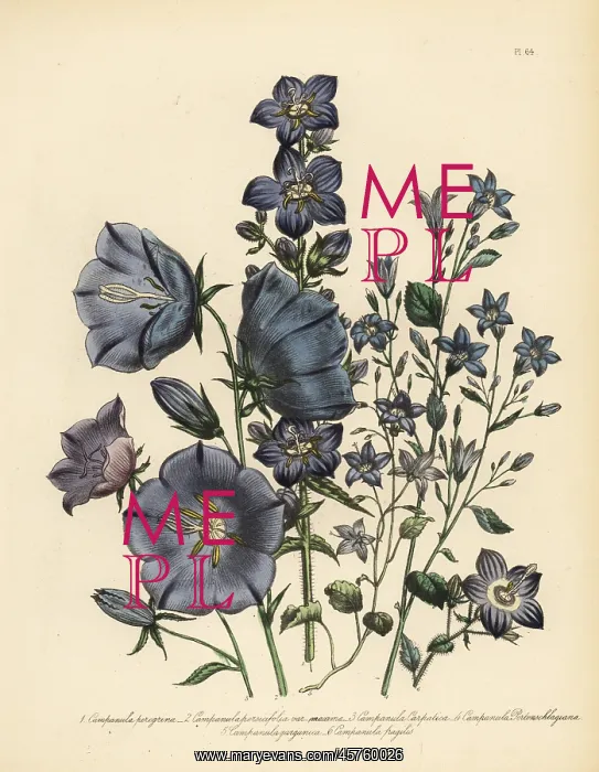 : Bellflower or Campanula species : Bellflower or Campanula species