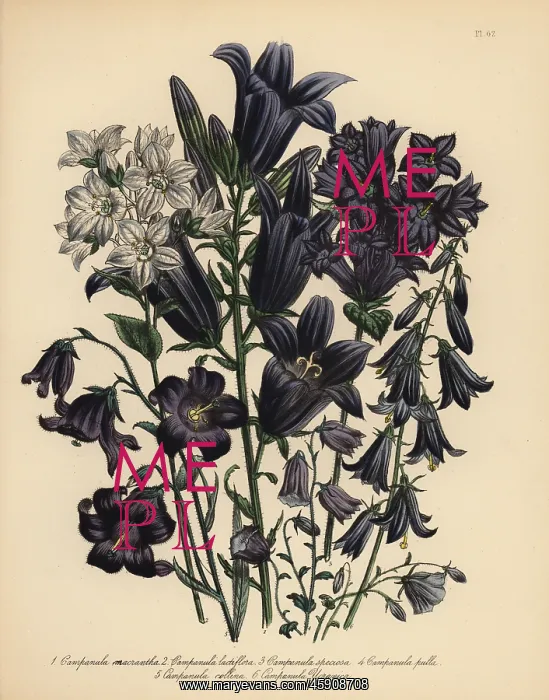 : Bellflower or Campanula species : Bellflower or Campanula species