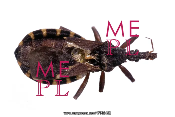 : Belminus sp. triatomine bug : Belminus sp. triatomine bug