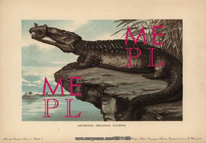 : Belodon, Krokodil, Belodon kapfii, extinct : Belodon, Krokodil, Belodon kapfii, extinct