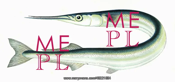 : Belone belone, or Garfish : Belone belone, or Garfish