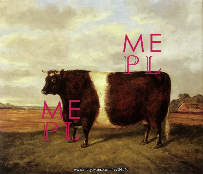 : Belted Galloway Cow : Belted Galloway Cow