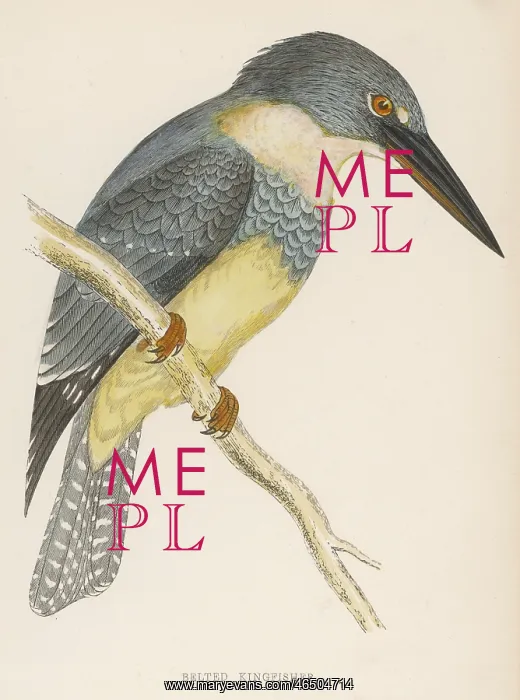  : Belted Kingfisher