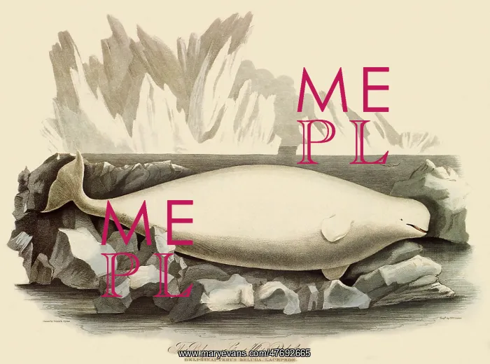  : Beluga Whale