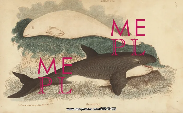  : Beluga whale and orca