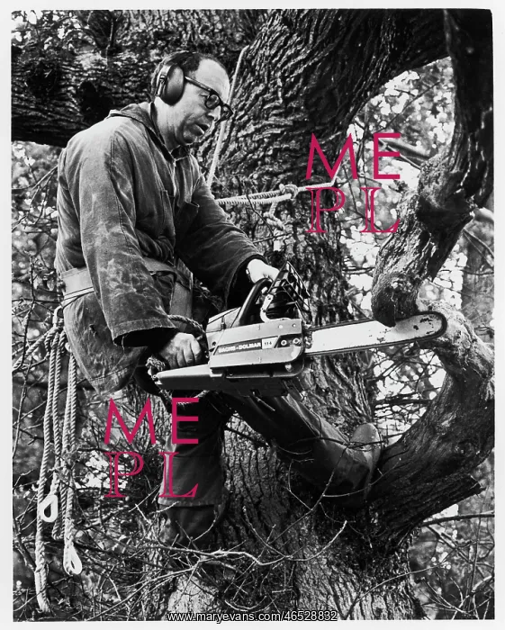 : Benedictine monk working with chainsaw : Benedictine monk working with chainsaw