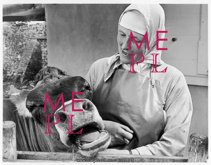 : Benedictine nun with cow, Minster Abbey : Benedictine nun with cow, Minster Abbey