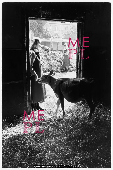 : Benedictine nuns with beef cattle, Minster Abbey : Benedictine nuns with beef cattle, Minster Abbey