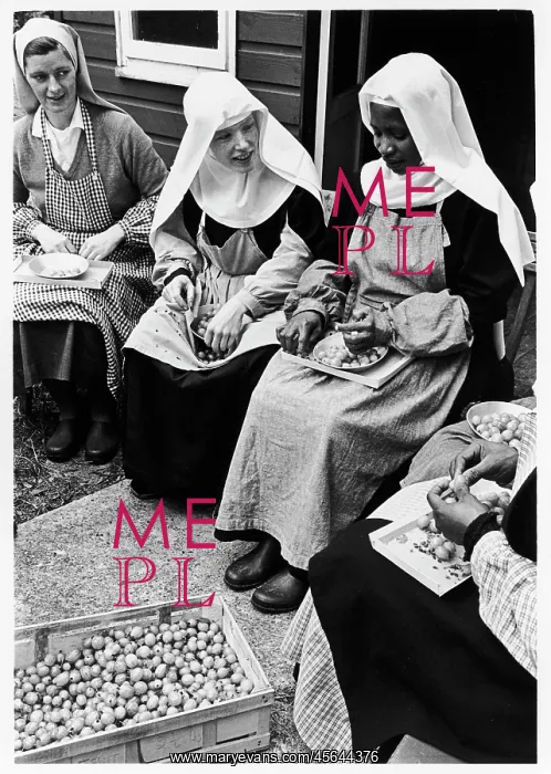 : Benedictine nuns sorting gooseberries, St Cecilia's Abbey : Benedictine nuns sorting gooseberries, St Cecilia's Abbey