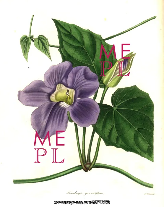 : Bengal clockvine or large-flowered thunbergia : Bengal clockvine or large-flowered thunbergia