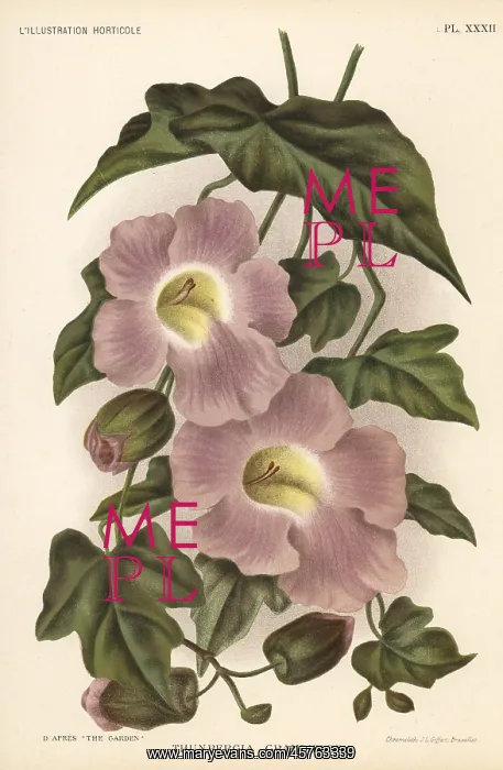 : Bengal clockvine, Thunbergia grandiflora : Bengal clockvine, Thunbergia grandiflora
