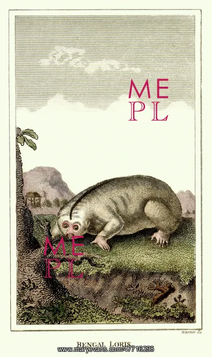  : Bengal Loris