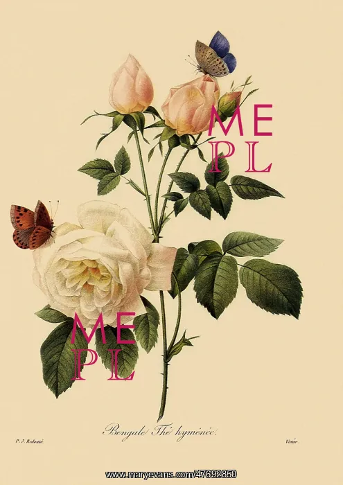 : Bengale The Hymenee : Bengale The Hymenee