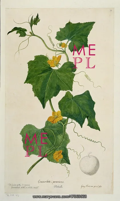 : Benincasa hispida, wax gourd : Benincasa hispida, wax gourd