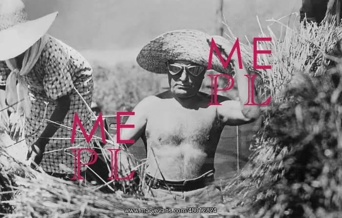 : Benito Mussolini during the harvest, 1935 : Benito Mussolini during the harvest, 1935